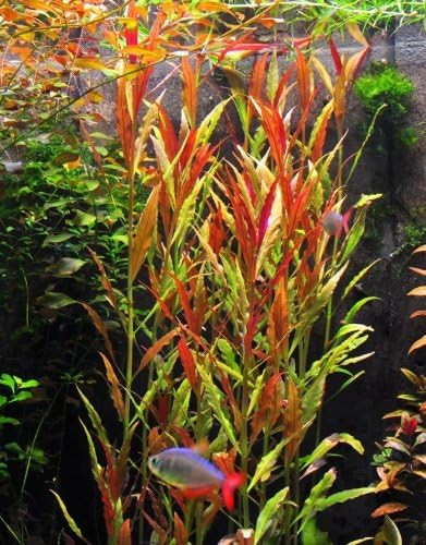 Potted Live Aquarium Plants | Freshwater Aquatic Plants for Aquariums (Telanthera Rosefolia)