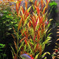 Alternanthera Reineckii VAR. Roseafolia | Telanthera – Easy Red Plant