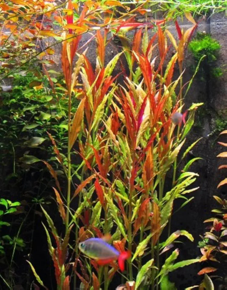 Alternanthera Reineckii VAR. Roseafolia | Telanthera – Easy Red Plant