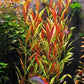 Potted Live Aquarium Plants | Freshwater Aquatic Plants for Aquariums (Potted Telanthera Rosefolia (Alternanthera reineckii))