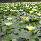Golden Water Poppies (Hydrocleys Nymphoides) - Easy Live Pond Plants