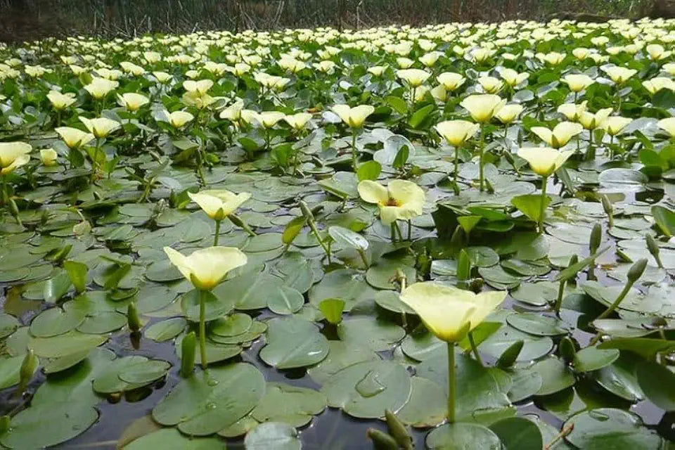 Golden Water Poppies (Hydrocleys Nymphoides) - Easy Live Pond Plants