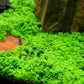 Potted Monte Carlo (Micranthemum) - Easy Carpet Aquarium Plant