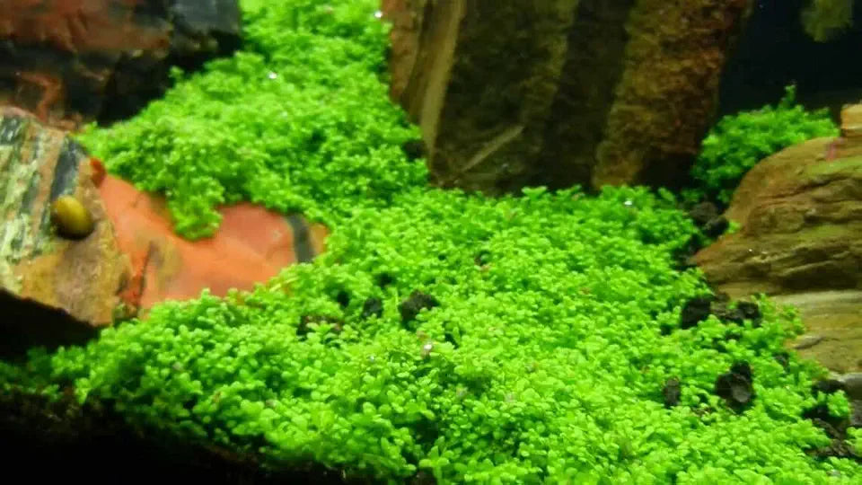 Potted Monte Carlo (Micranthemum) - Easy Carpet Aquarium Plant