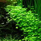 Potted Live Aquarium Plants | Freshwater Aquatic Plants for Aquariums (Hydrocotyle Tripartida)