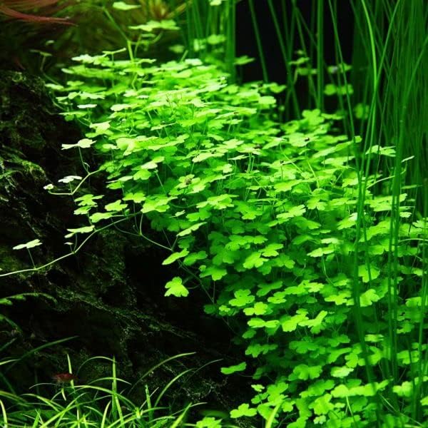 Potted Live Aquarium Plants | Freshwater Aquatic Plants for Aquariums (Hydrocotyle Tripartida)