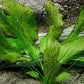 Potted Live Aquarium Plants | Freshwater Aquatic Plants for Aquariums (Ozelot Sword)