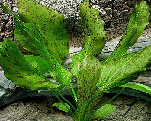 Potted Live Aquarium Plants | Freshwater Aquatic Plants for Aquariums (Ozelot Sword)