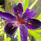 Louisiana Iris Bog Pond Plant - Black Gamecock - Dark Purple Louisiana Iris Marginal Pond Plant from AquaLeaf Aquatics