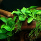 Potted Anubias Nana Aquarium Plant