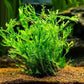 Java Fern Windelow - Easy Freshwater Live Aquarium Plant