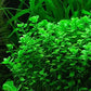 Potted Live Aquarium Plants | Freshwater Aquatic Plants for Aquariums (Moneywort)