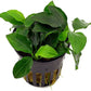 Potted Anubias Plants | Live Freshwater Aquatic Plants for Aquariums and Terrariums - Low Light, Low Maintenance Plants. (Potted Anubias Petite)