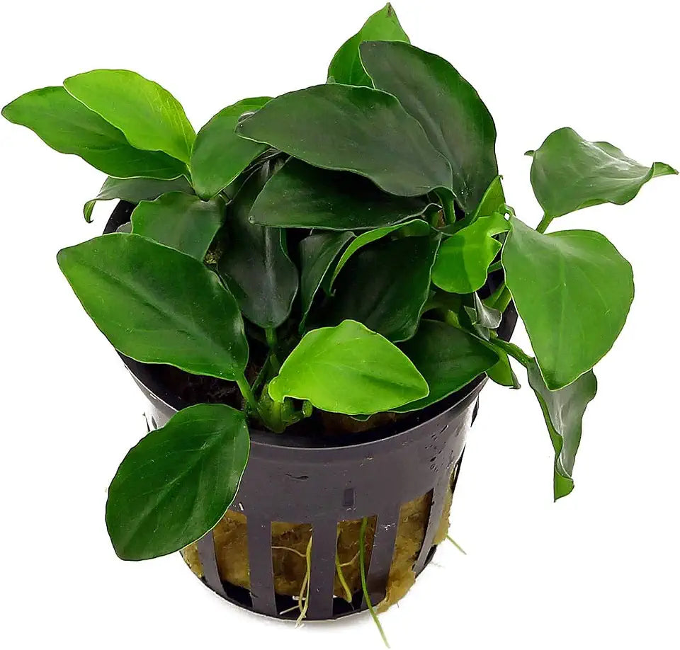 Potted Anubias Plants | Live Freshwater Aquatic Plants for Aquariums and Terrariums - Low Light, Low Maintenance Plants. (Potted Anubias Petite)