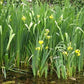 Ann Chowning Iris in 2" Pot - Marginal Pond Plant