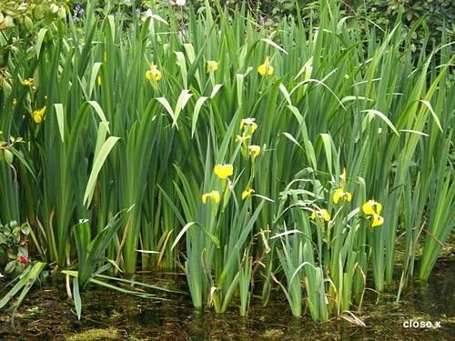 Ann Chowning Iris in 2" Pot - Marginal Pond Plant