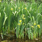 Ann Chowning Iris in 2" Pot - Marginal Pond Plant