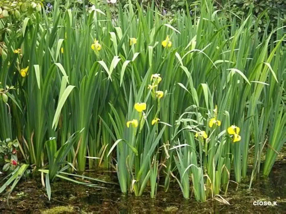 Ann Chowning Iris in 2" Pot - Marginal Pond Plant
