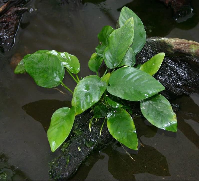 Anubias Barteri - Low Light and Easy Aquatic Plant