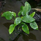 3 Aquatic Plants Bundle | Live Plants for Freshwater Aquariums (3 X Anubias VAR Nana Plants)