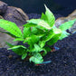 3 Aquatic Plants Bundle | Live Plants for Freshwater Aquariums (3 X Bolbitis Asiatica Plants)