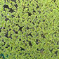 Azolla Portion in 4 oz Container - Floating Live Plants for or Aquariums or Ponds