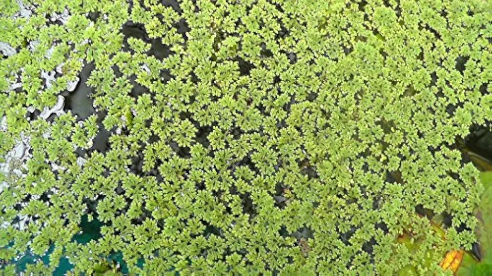 Azolla Portion in 4 oz Container - Floating Live Plants for or Aquariums or Ponds