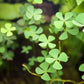 Potted Dwarf Four Leaf Clover - Easy Carpet Aquarium Plant by West Coast Aquatics