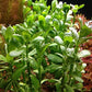 4 Moneywort Bunches - Aquarium Live Plant - 7-9 Stems