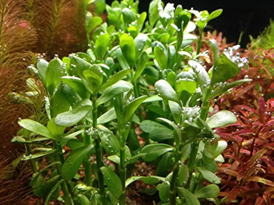 Florida 10 Species Live Aquarium Plants Bundle
