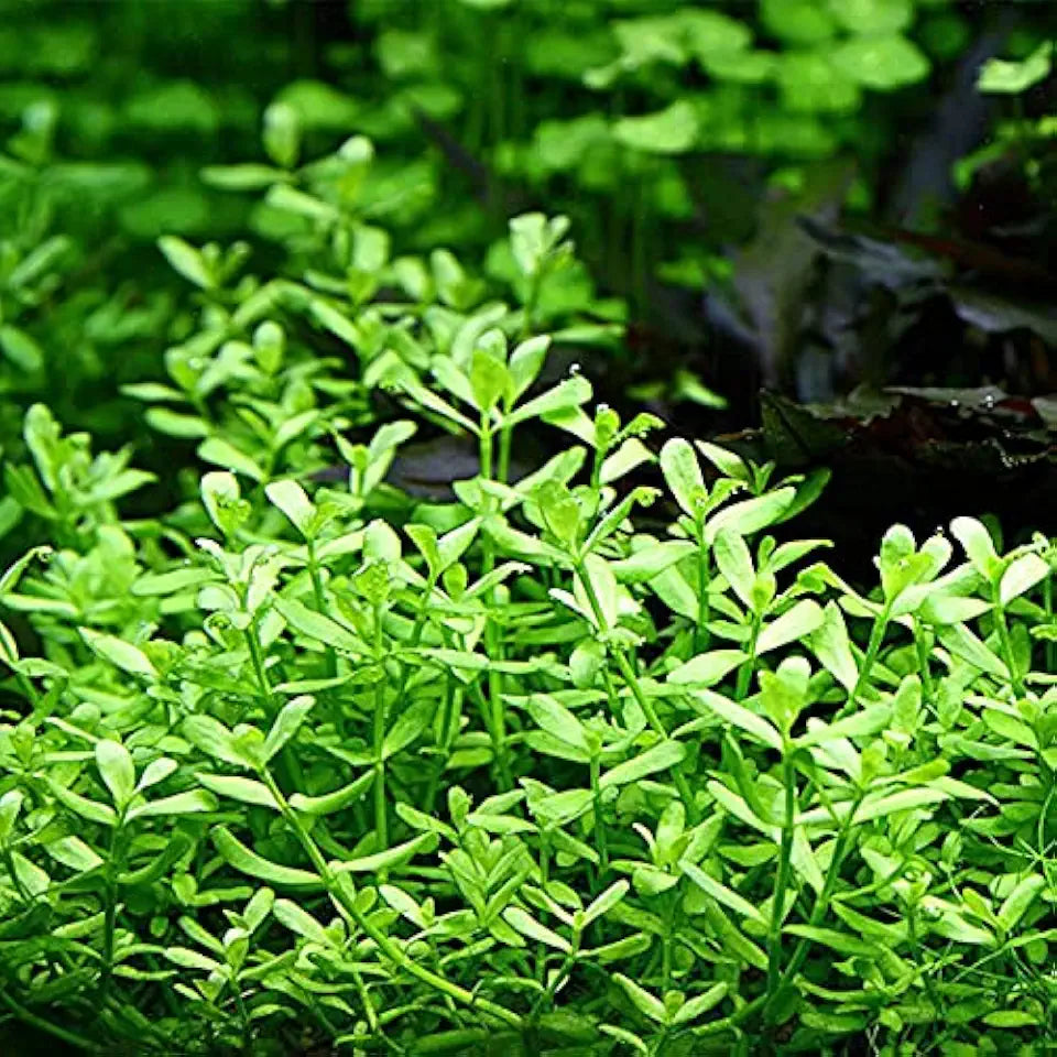 3 Water Lettuce (Pistia stratiotes) + 3 Common Water Hyancinth (Eichhornia crassipes) Bundle + Moneywort - Floating Live Pond Plants + Marginal Plant