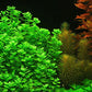 4 Moneywort Bunches - Aquarium Live Plant - 7-9 Stems
