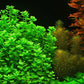 4 Moneywort Bunches - Aquarium Live Plant - 7-9 Stems
