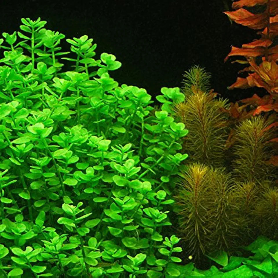 4 Moneywort Bunches - Aquarium Live Plant - 7-9 Stems
