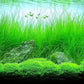 AQUARIUM PLANTS DISCOUNTS Potted Tall Hairgrass by AquaLeaf Aquatics - Easy Aquatic Live Plant