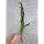 Jungle Vallisneria Rooted Plants 15-20 inches Tall - Easy Background Aquarium Plants