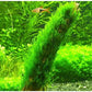 Moss for Aquariums | Live Aquatic Moss (Flame Moss, 1)