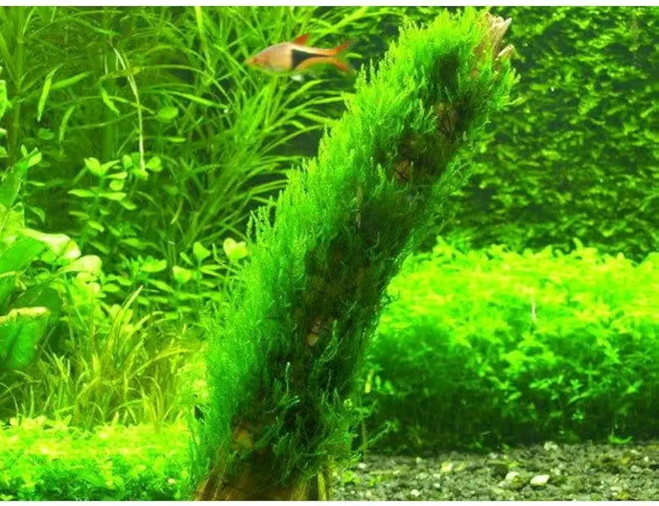 Moss for Aquariums | Live Aquatic Moss (Flame Moss, 1)