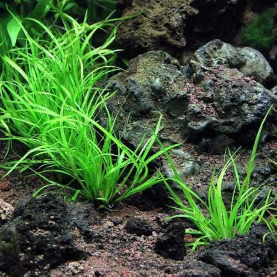 Juncus Repens Aquarium Live Plant - Easy Foreground Carpet Plant