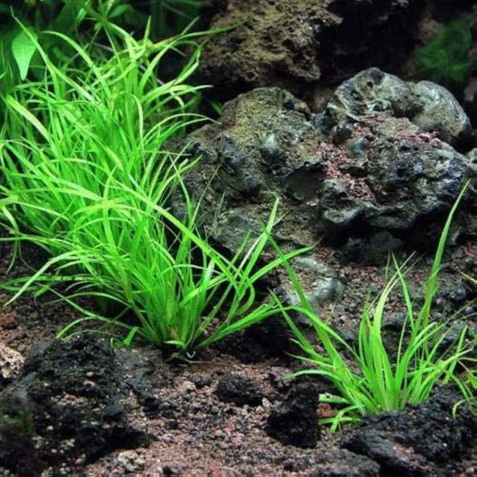 Juncus Repens Aquarium Live Plant - Easy Foreground Carpet Plant