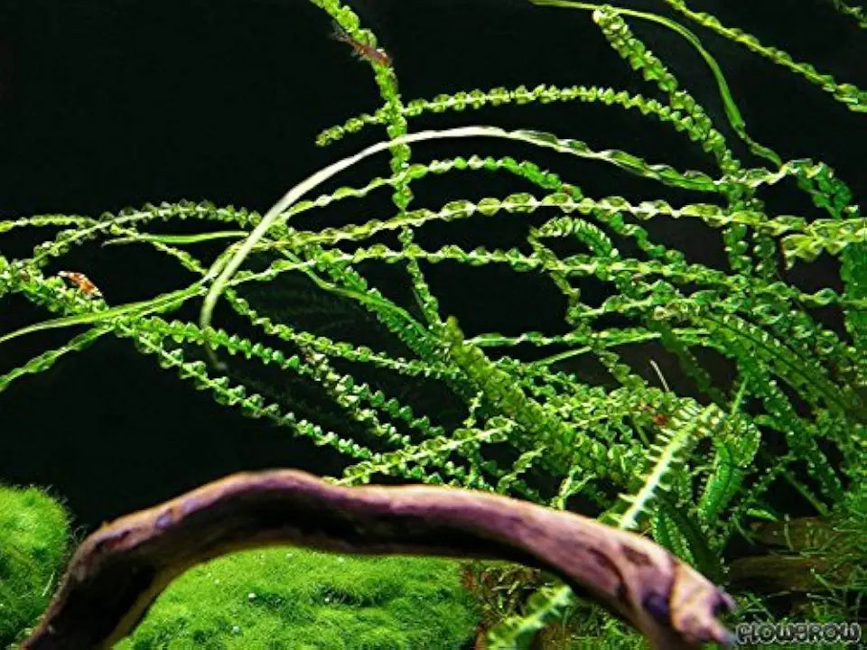 Crinum Calamistratum Onion Plant - Easy Tropical Live Aquarium Plant