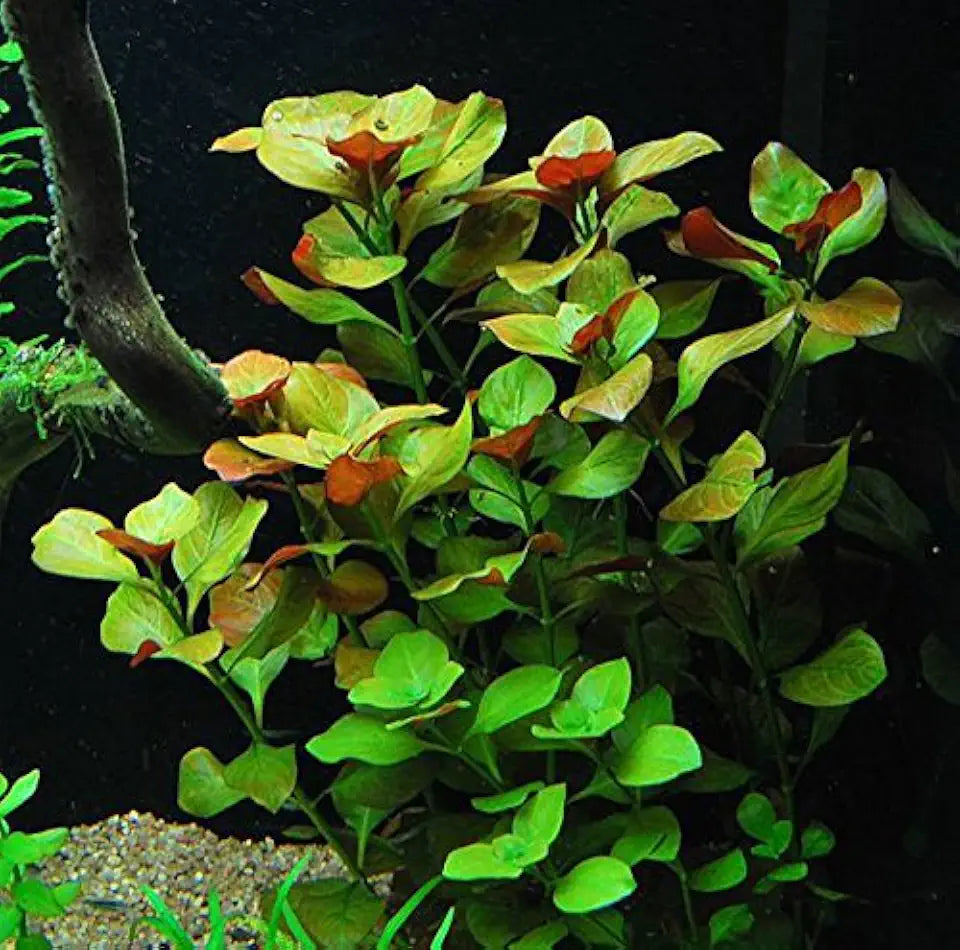 Ludwigia Repens - Easy Freshwater Aquarium Plant