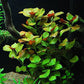 California Bundle - 25+ Stems / 6 Species Live Aquarium Plants Package