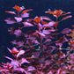Potted Live Aquarium Plants | Freshwater Aquatic Plants for Aquariums (Red Ludwigia Palustris)