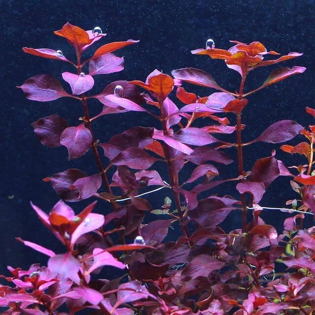 Potted Live Aquarium Plants | Freshwater Aquatic Plants for Aquariums (Red Ludwigia Palustris)