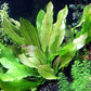 Rooted Live Aquarium Plant Bundle - 6 Easy Species | Snail Free Guaranteed