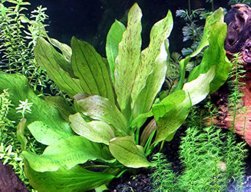 Rooted Live Aquarium Plant Bundle - 6 Easy Species | Snail Free Guaranteed