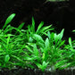 Foreground Potted Live Aquarium Plants | Freshwater Aquatic Plants for Aquariums (Potted Cryptocoryne Parva)