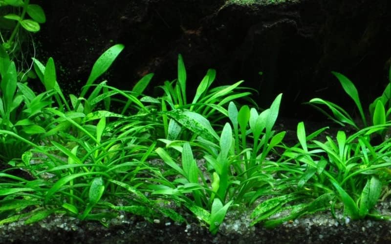 Foreground Potted Live Aquarium Plants | Freshwater Aquatic Plants for Aquariums (Potted Cryptocoryne Parva)