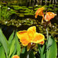 Orange Canna - Months of Flowers for Ponds!